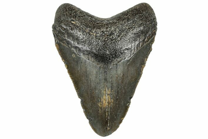 Serrated, Juvenile Megalodon Tooth - North Carolina #307323